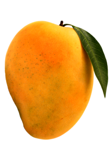 farm_fresh_devgad_mangoes